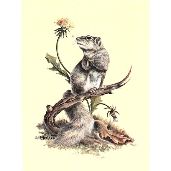 None and/or Unknown Other - Marmot Looking at Spider Harry Moeller 1970s Retro Kitsch Wall Art Print SF3